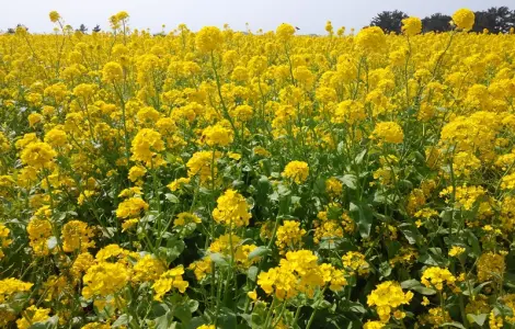 Насіння озимого ріпаку Редстоун на продаж