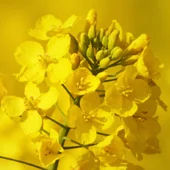 Насіння озимого ріпаку Торус