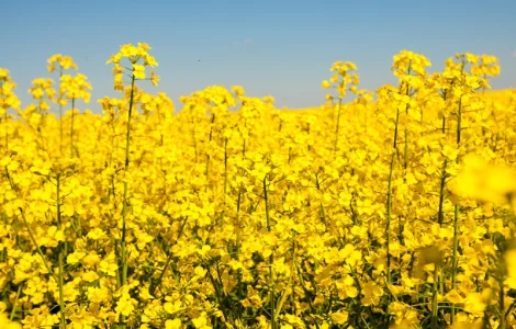 Насіння озимого ріпаку Грім