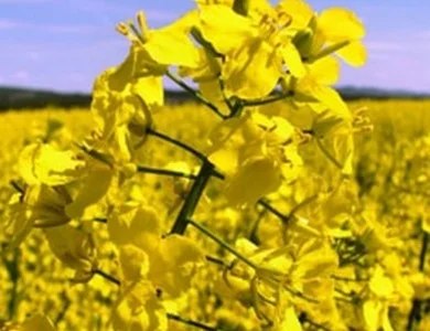 Насіння озимого ріпаку Чорний Велетень