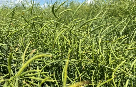 Продам насіння сортового озимого ріпаку Чеської селекції