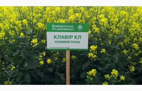 Семена озимого рапса Клавир КЛ