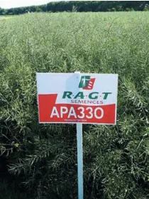 Насіння озимого ріпаку Араззо "RAGT" – продаж