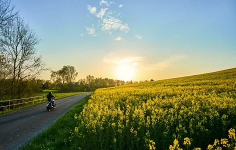 Насіння озимого ріпаку ПТ264 (PT264) BREVANT у продажу