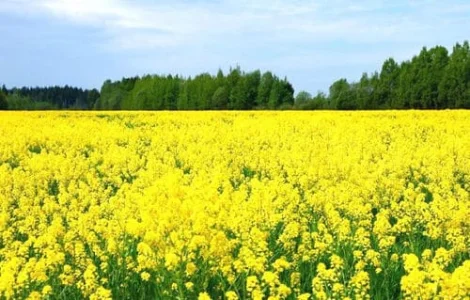 Насіння ріпаку озимого ДК Сіквел "Декалб (Dekalb)"