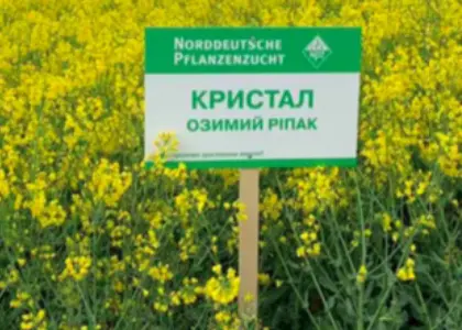 Насіння озимого ріпаку Кристал, Lembke - висока врожайність