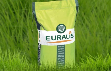 Насіння озимого ріпаку ЄС Гідромель Euralis