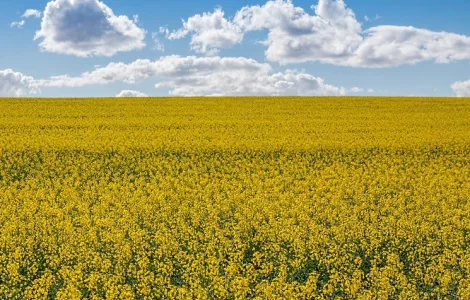 Насіння ріпаку озимого ДК Ексайтед "Декалб (Dekalb)"