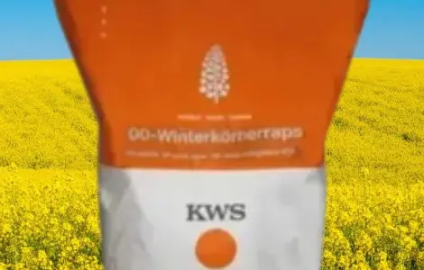 Насіння озимого ріпаку Гибрірок від виробника KWS