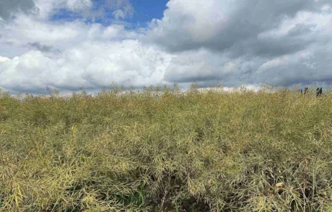 Насіння ріпаку озимого гібрид Ламбер (Classic)