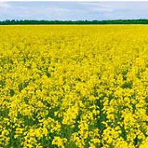 Насіння ріпаку озимого ДК Сеакс "Декалб (Dekalb)"