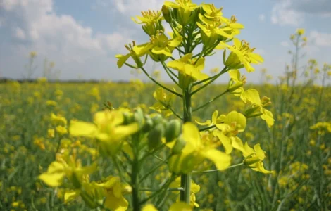 Насіння озимого ріпаку ДК Імпрешн