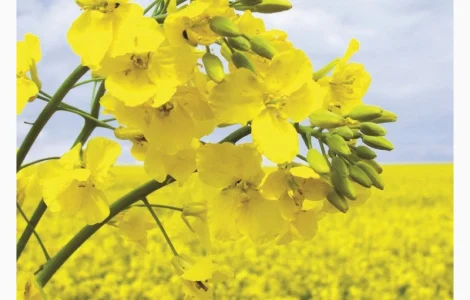 Семена рапса озимого гибрид Маркус (Classic)