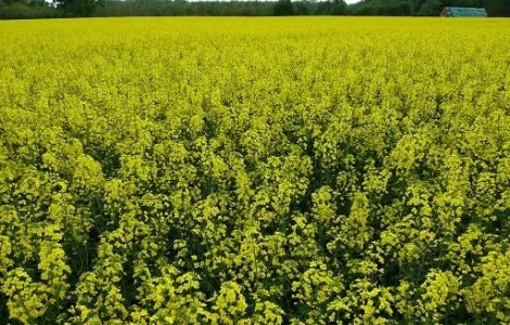 Насіння ріпаку озимого ДК Імпортер "Декалб (Dekalb)"