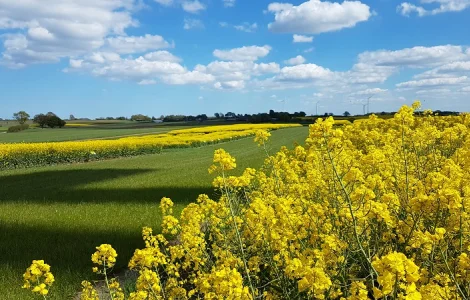 Озимий ріпак PX128 (ПХ128) BREVANT - Високий врожай