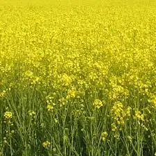 Насіння озимого ріпаку PT271 (ПТ271) BREVANT у продажу