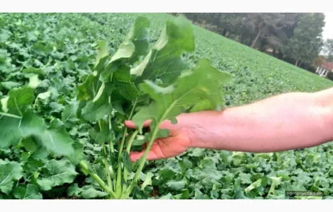 Насіння ріпаку озимого гібрид Грім