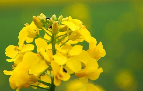 Семена рапса озимого гибрид Халк