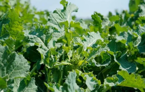 Насіння ріпаку озимого ДК Імарет КЛ"Декалб (Dekalb)"