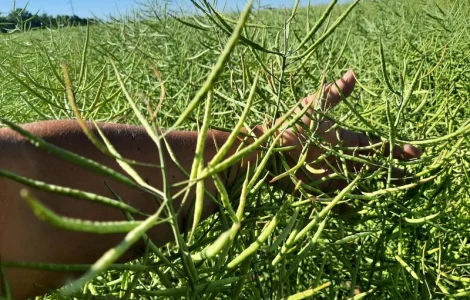 Насіння ріпаку озимого гібрид Блекстоун від ВНІС