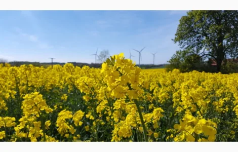 Насіння озимого ріпаку Віолін