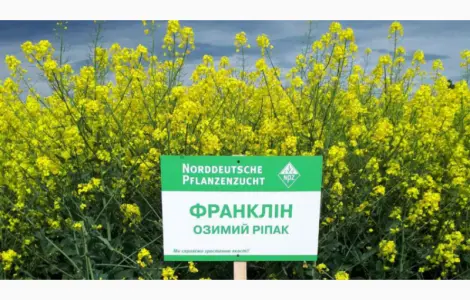 Насіння озимого ріпаку Франклін NPZ-Lembke (Лембке) у Києві