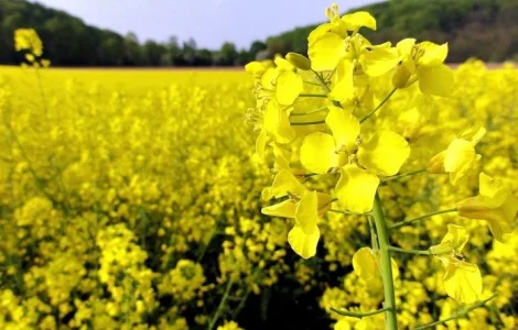 Насіння озимого ріпаку ДК Ексепшн - Monsanto/Dekalb