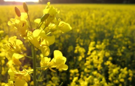 Насіння озимого ріпаку ЄС Сюріель