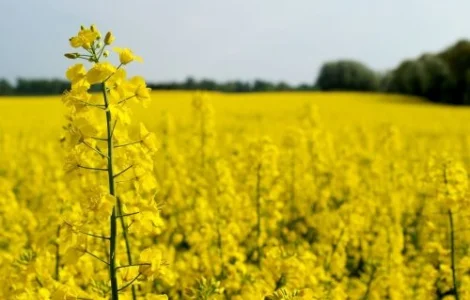 Насіння озимого ріпаку ЄС Ритмо