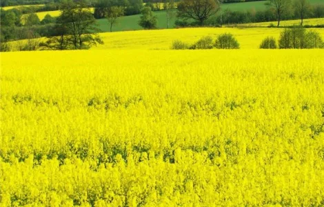 Насіння озимого ріпаку ЄС Капелло