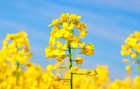 Насіння ріпаку гібрид Гектор (раундап) у продажу