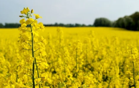 Насіння озимого рапсу гібрид Джордан (Гібрид стійкий до гліфосату)