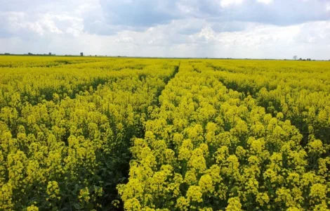Насіння ріпаку озимого гібрид ТОМ