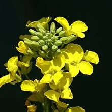 Насіння озимого ріпака Чорний Велетень