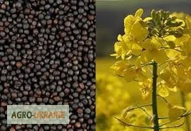 Закуповуємо ріпак по Вінницькій обл