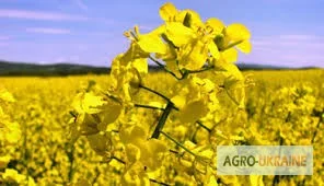 Постійно закуповуємо ріпак по Вінницькій обл