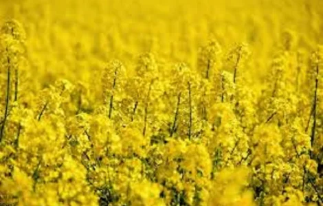 Насіння озимого ріпака Редстоун