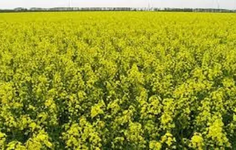Семена озимого рапса ПОЛЯРИС под раундап