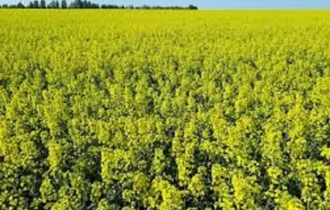 Семена озимого рапса АВЕНТАДОР