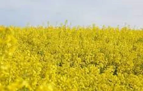 Насіння озимого ріпака Блекстоун