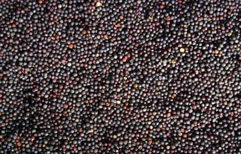 Польская фирма AgroTorg Sp. z o.o. зерно рапса на ЭКСПОРТ