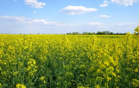 Семена рапса озимого гибрид Маркус, ООО "ТК Арт-Агро", Украина (2022 р.в.)