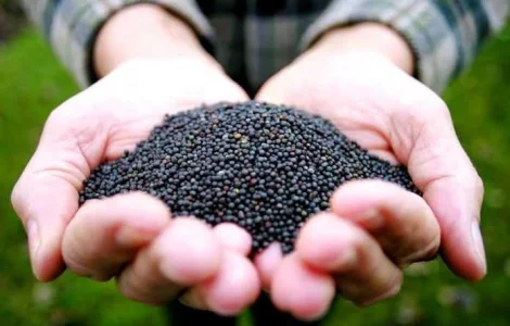 Куплю рапс ГМО