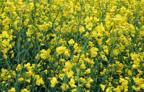 Насіння ріпака Семена рапса Озимый трансгенный двух ядерный сорт рапса