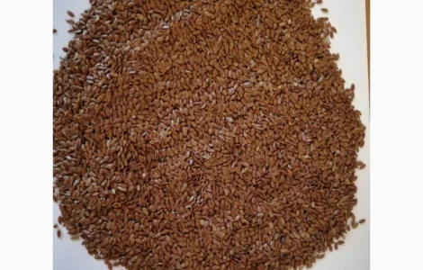 Продаємо насіння льону коричневого сорт "Версаль"