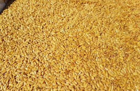 Насіння льону золотого "Голдберг"