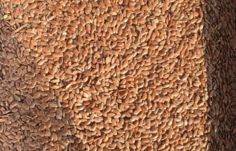 Купим Лен масличный Лен золотой