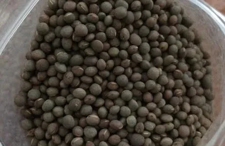 Купляємо вику яру