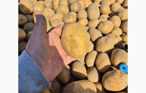 Куплю коричневый и золотистый лен