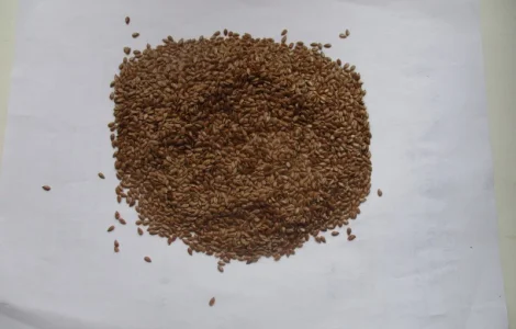 Продам посевной материал льна масличного